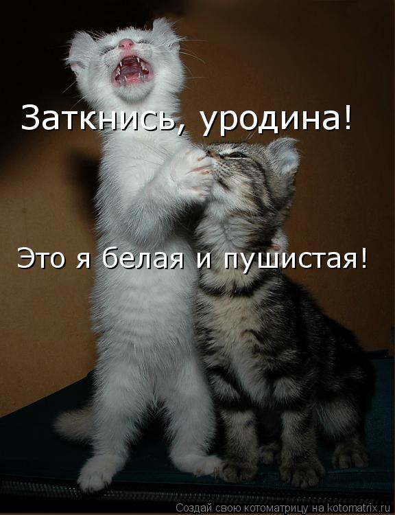 Котоматрица: Заткнись, уродина!  Это я белая и пушистая!
