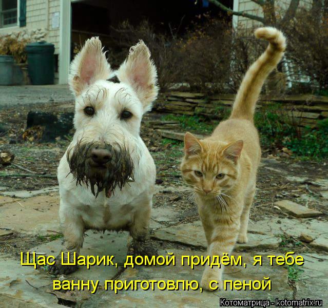 Котоматрица: Щас Шарик, домой придём, я тебе ванну приготовлю, с пеной