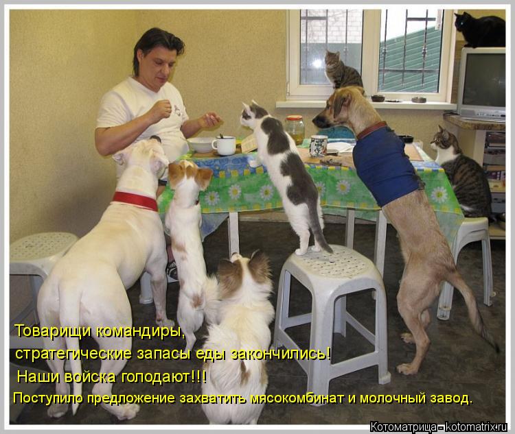 Котоматрица: Поступило предложение захватить мясокомбинат и молочный завод. Товарищи командиры, стратегические запасы еды закончились! Наши войска го