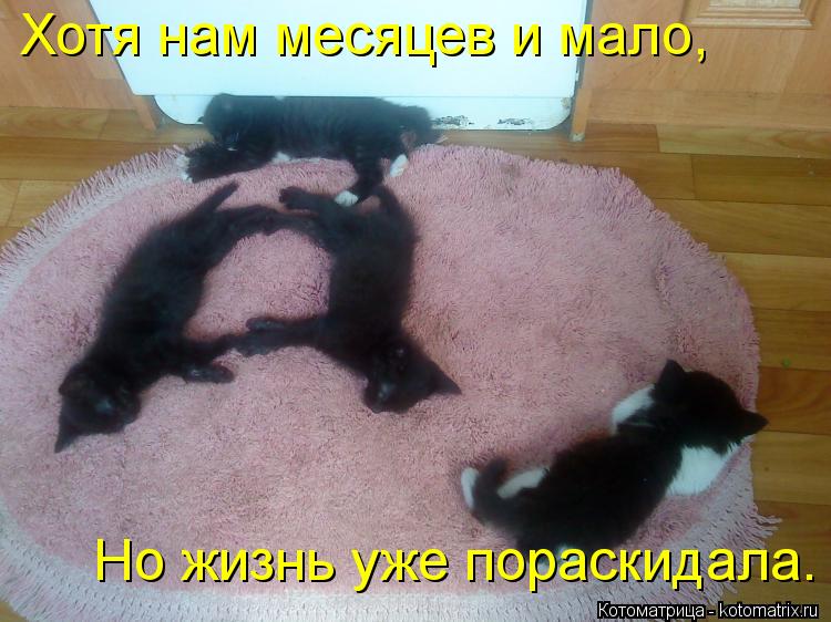 Котоматрица: Хотя нам месяцев и мало, Но жизнь уже пораскидала.