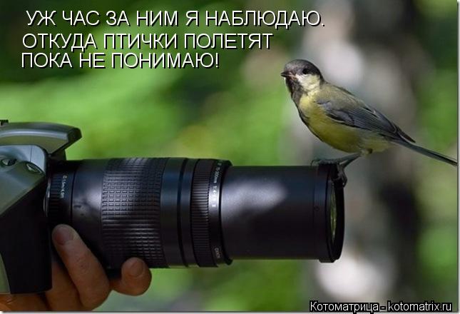 Котоматрица: УЖ ЧАС ЗА НИМ Я НАБЛЮДАЮ. ОТКУДА ПТИЧКИ ПОЛЕТЯТ ПОКА НЕ ПОНИМАЮ!