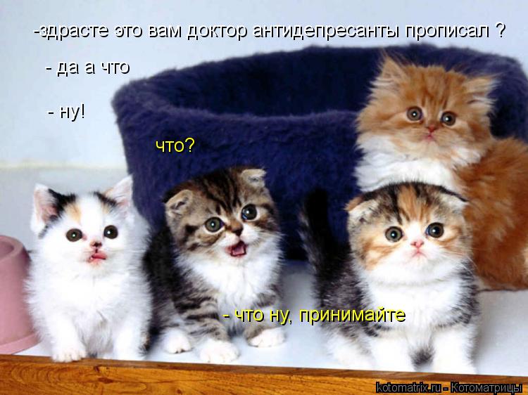 Котоматрица: -здрасте это вам доктор антидепресанты прописал ? - да а что - ну! - что ну, принимайте что?