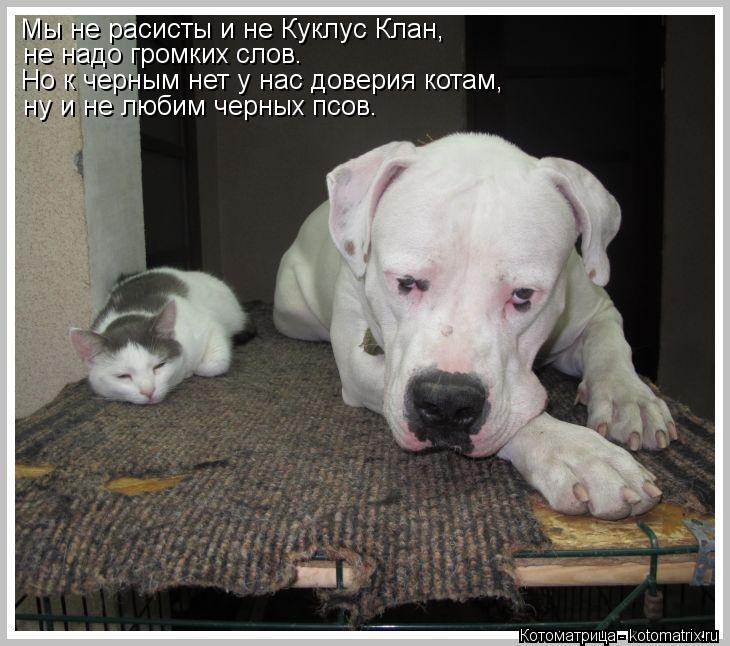 Котоматрица: Мы не расисты и не Куклус Клан, не надо громких слов. Но к черным нет у нас доверия котам, ну и не любим черных псов.