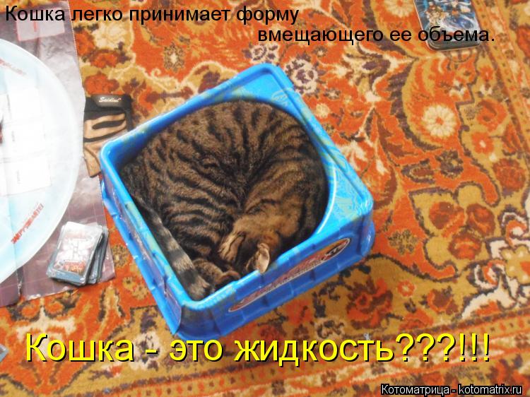 Котоматрица: Кошка легко принимает форму  вмещающего ее объема. Кошка - это жидкость???!!!