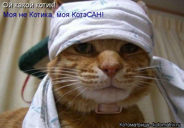 Котоматрица: Ой какой котик! Моя не Котика, моя КотэСАН!
