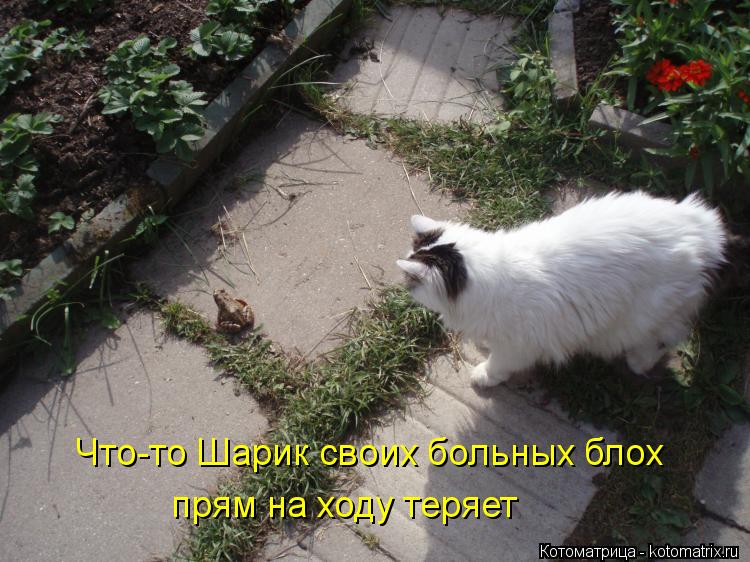 Котоматрица: Что-то Шарик своих больных блох прям на ходу теряет