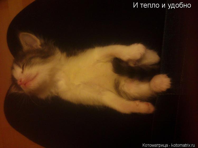 Котоматрица: И тепло и удобно