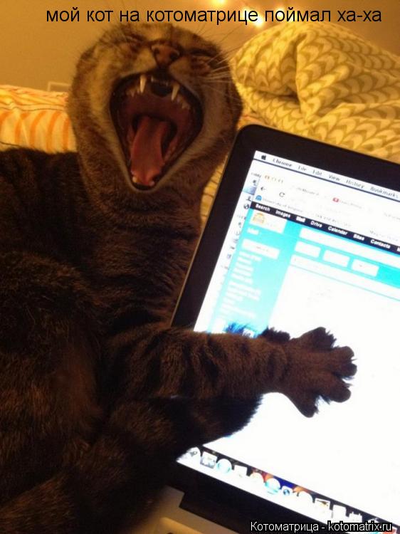 Котоматрица: мой кот на котоматрице поймал ха-ха