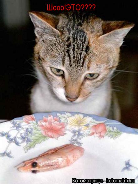 Котоматрица: Шооо!ЭТО????
