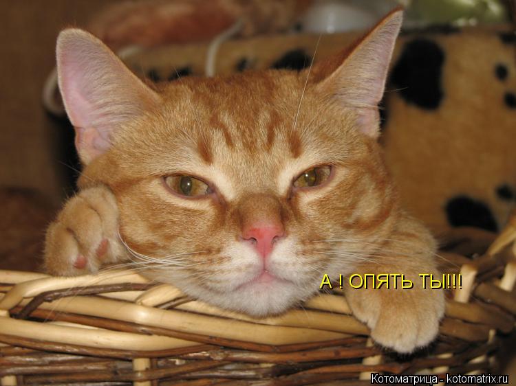 Котоматрица: А ! ОПЯТЬ ТЫ!!!