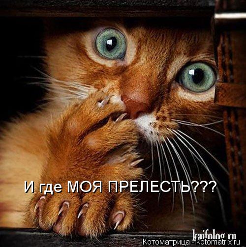 Котоматрица: И где МОЯ ПРЕЛЕСТЬ???