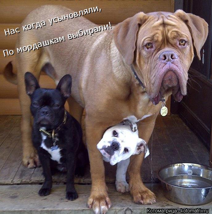 Котоматрица: Нас когда усыновляли, По мордашкам выбирали!