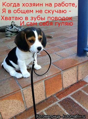 Котоматрица: Когда хозяин на работе, Я в общем не скучаю - Хватаю в зубы поводок И сам себя гуляю
