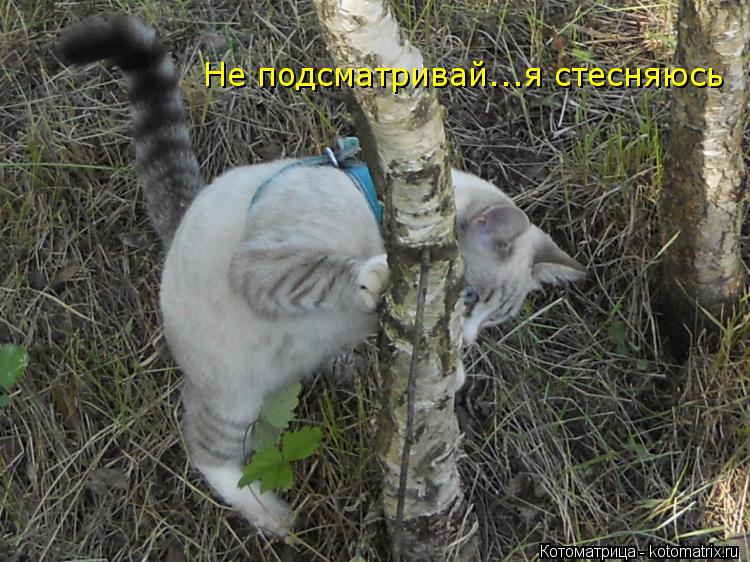 Котоматрица: Не подсматривай...я стесняюсь