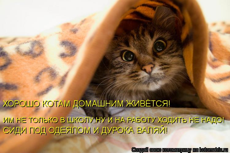 Котоматрица: ИМ НЕ ТОЛЬКО В ШКОЛУ НУ И НА РАБОТУ ХОДИТЬ НЕ НАДО! ХОРОШО КОТАМ ДОМАШНИМ ЖИВЁТСЯ! СИДИ ПОД ОДЕЯЛОМ И ДУРОКА ВАЛЯЙ!