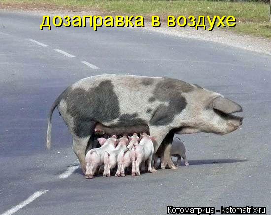 Котоматрица: дозаправка в воздухе