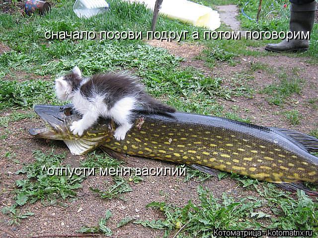 Котоматрица: ^отпусти меня василий ^отпусти меня василий сначало позови подруг а потом поговорим