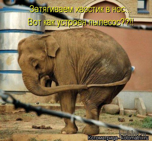 Котоматрица: Затягиваем хвостик в нос... Вот как устроен пылесос??!!