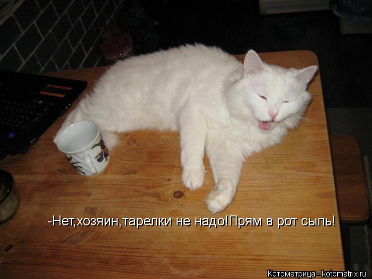 Котоматрица: -Нет,хозяин,тарелки не надо!Прям в рот сыпь!