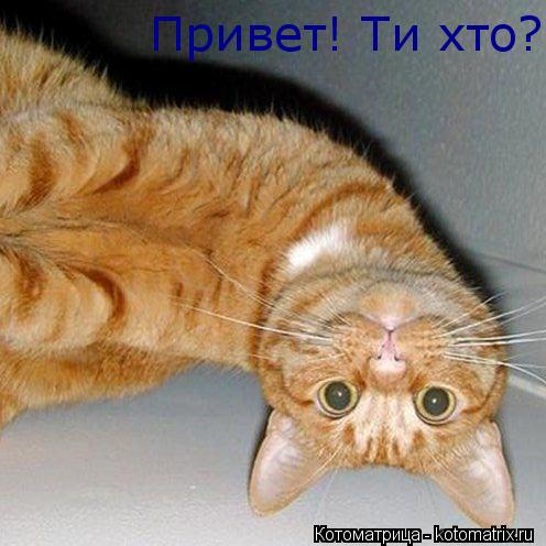 Котоматрица: Привет! Ти хто?