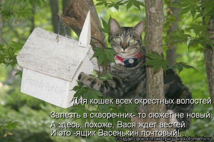 Котоматрица: Для кошек всех окрестных волостей Залезть в скворечник- то сюжет не новый, А здесь, похоже, Вася ждет вестей И это -ящик Васенькин почтовый!...