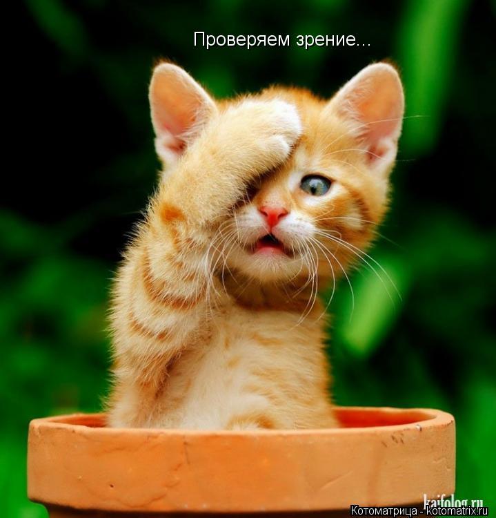 Котоматрица: Проверяем зрение...