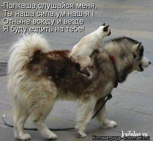 Котоматрица: -Полкаша,слушайся меня, Ты наша сила,ум наш-я ! Отныне всюду и везде Я буду ездить на тебе!