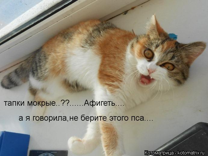 Котоматрица: тапки мокрые..??......Афигеть.....а я говорила,не берите этого пса.... тапки мокрые..??......Афигеть.....а я говорила,не берите этого пса.... тапки мокрые..