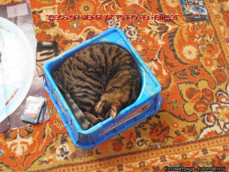 Котоматрица: здесь он меня уж точно не найдёт здесь он меня уж точно не найдёт