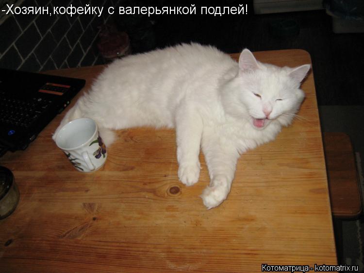 Котоматрица: -Хозяин,кофейку с валерьянкой подлей!