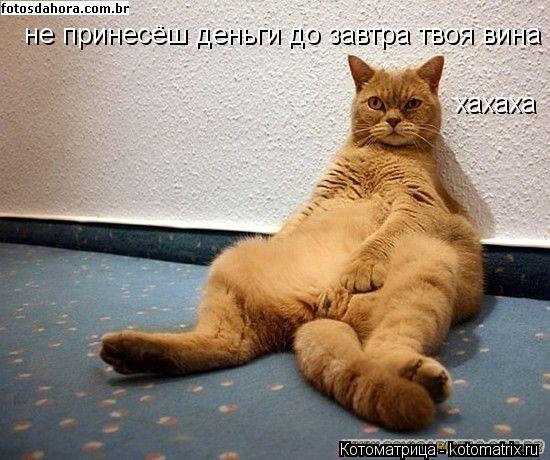 Котоматрица: не принесёш деньги до завтра твоя вина хахаха
