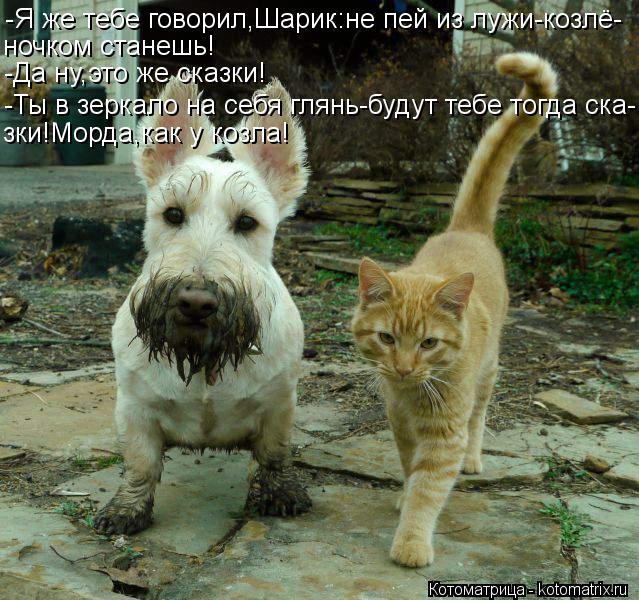 Котоматрица: -Я же тебе говорил,Шарик:не пей из лужи-козлё- ночком станешь! -Да ну,это же сказки! -Ты в зеркало на себя глянь-будут тебе тогда ска- зки!Морда,