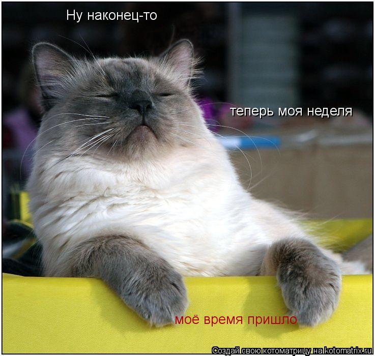Котоматрица: Ну наконец-то теперь моя неделя моё время пришло