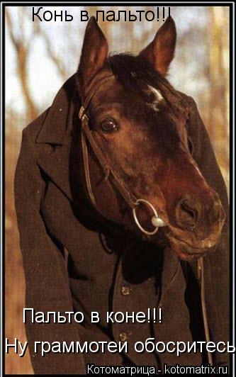 Котоматрица: Конь в пальто!!! Пальто в коне!!! Ну граммотеи обосритесь...
