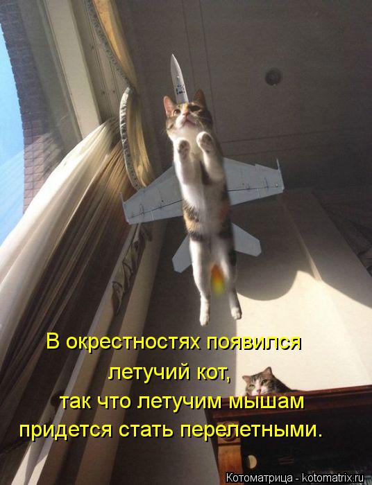 Котоматрица: В окрестностях появился летучий кот, так что летучим мышам придется стать перелетными.