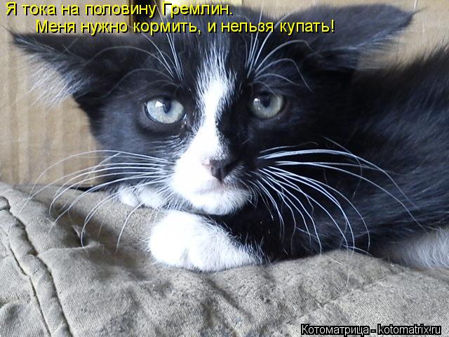 Котоматрица: Я тока на половину Гремлин. Меня нужно кормить, и нельзя купать!