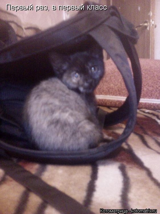 Котоматрица: Первый раз, в первый класс