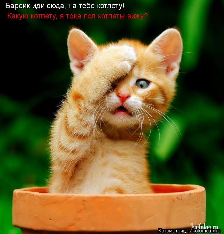 Котоматрица: Барсик иди сюда, на тебе котлету!  Какую котлету, я тока пол котлеты вижу?