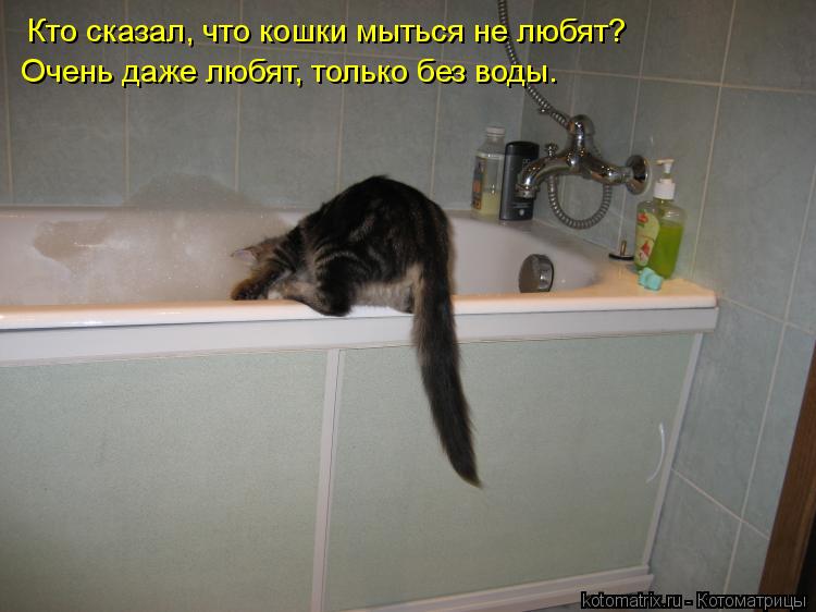 Котоматрица: Кто сказал, что кошки мыться не любят? Очень даже любят, только без воды.