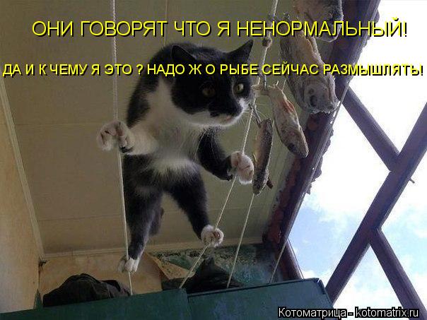 Котоматрица: ОНИ ГОВОРЯТ ЧТО Я НЕНОРМАЛЬНЫЙ! ДА И К ЧЕМУ Я ЭТО ? НАДО Ж О РЫБЕ СЕЙЧАС РАЗМЫШЛЯТЬ!