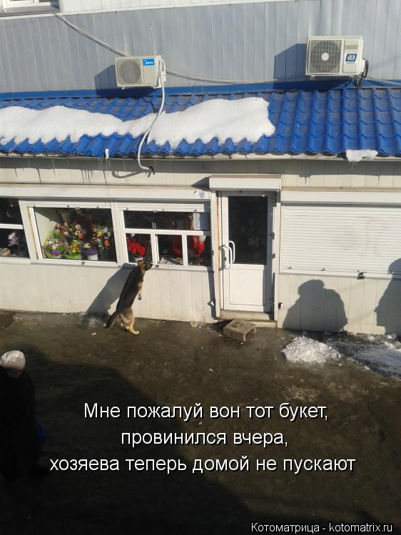 Котоматрица: Мне пожалуй вон тот букет, провинился вчера, хозяева теперь домой не пускают
