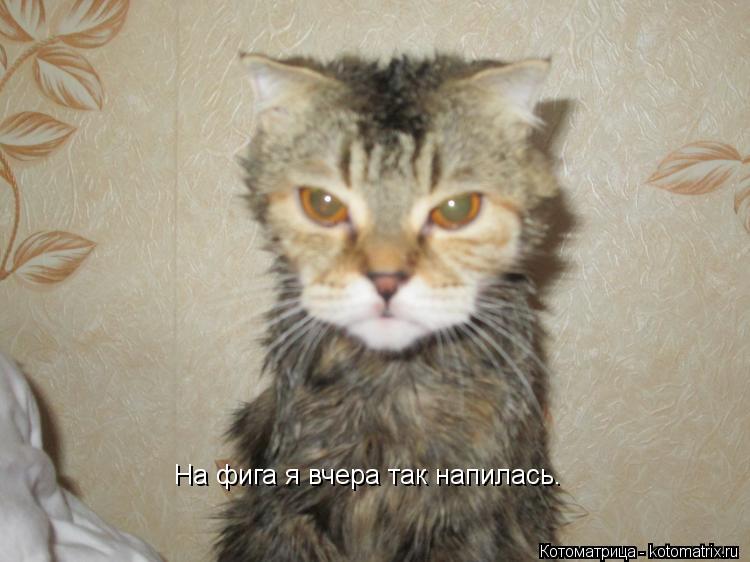 Котоматрица: На фига я вчера так напилась.