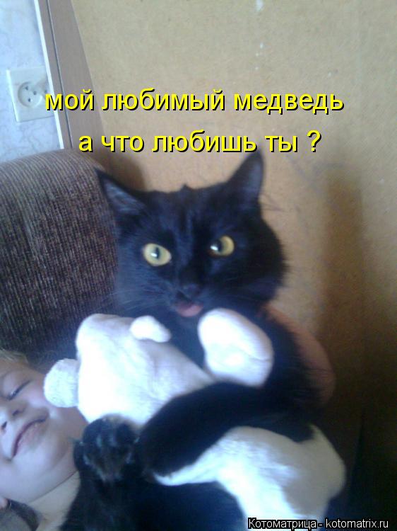 Котоматрица: мой любимый медведь  а что любишь ты ?