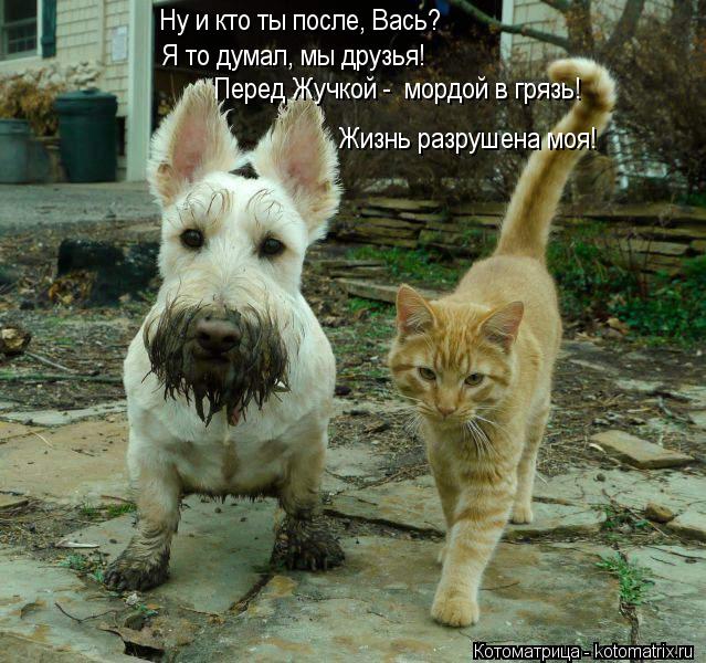 Котоматрица: Перед Жучкой -  мордой в грязь! Жизнь разрушена моя! Я то думал, мы друзья! Ну и кто ты после, Вась?