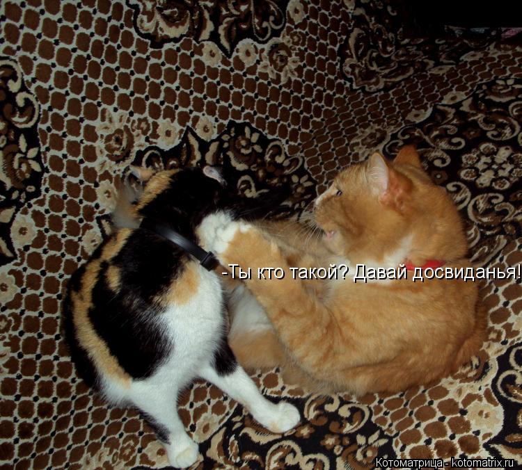 Котоматрица: -Ты кто такой? Давай досвиданья!