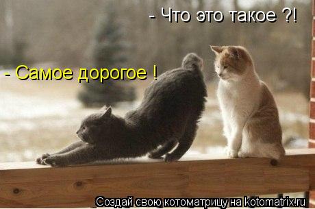 Котоматрица: - Что это такое ?! - Самое дорогое !