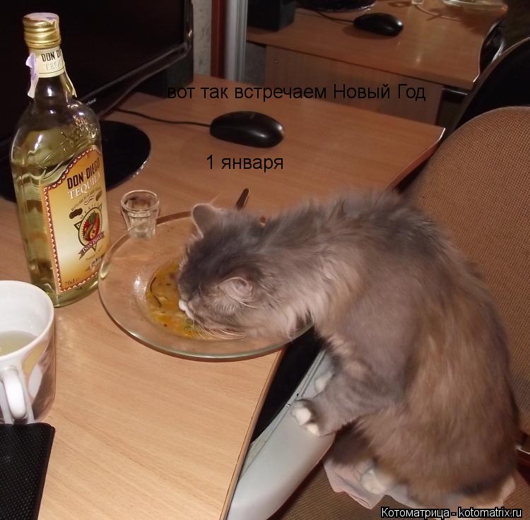Котоматрица: 1 января вот так встречаем Новый Год
