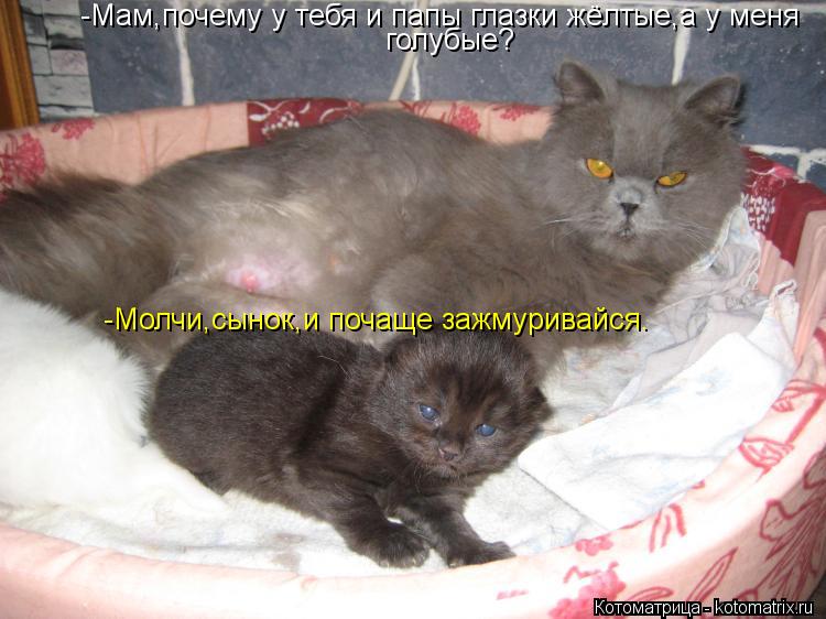 Котоматрица: -Мам,почему у тебя и папы глазки жёлтые,а у меня  голубые? -Молчи,сынок,и почаще зажмуривайся.