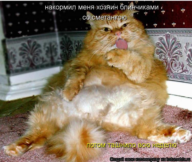 Котоматрица: накормил меня хозяин блинчиками со сметанкою потом ташнило всю неделю