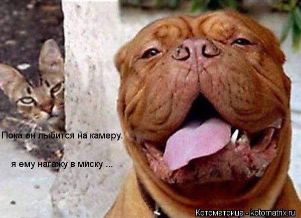 Котоматрица: Пока он лыбится на камеру. я ему нагажу в миску ...